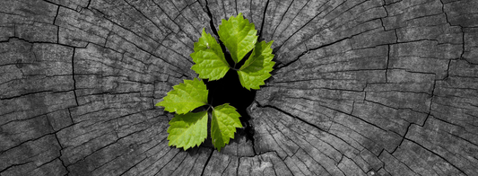 Embracing a Regenerative Economy